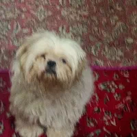 میکس پودل و شیتزو