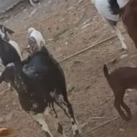 تعدادی بز با کهر و کهر نر و بز ابس فروش یکجا