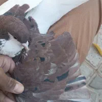 کبوتر چپ|پرنده|درمیان, |دیوار