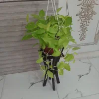 گل پتوس ( نئون) و گل زیپلین