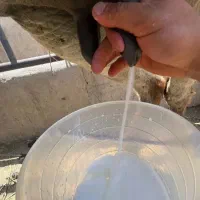 شیرالاغ تازه