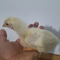 جوجه مرغ