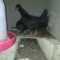 مرغ و چوری|حیوانات مزرعه|عسگران, |دیوار