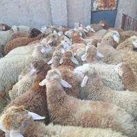 ارگانیک دام مزرعه گوسفند زنده کم شکم /پروار شده|حیوانات مزرعه|کرج, خرمدشت|دیوار
