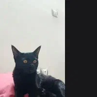 واگذاری کیتی دارکه، گربه ای همدم و دوست داشتنی|گربه|قم, دورشهر|دیوار