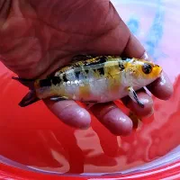 8 عدد کوی پوست چرم (نژاد مختلف)|ماهی|تبریز, |دیوار