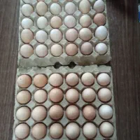 تخم مرغ محلی