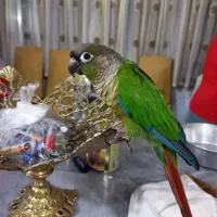 گرینچیک جفت،سخنگو