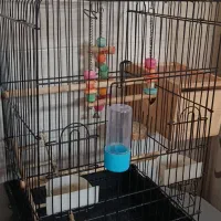 قفس بزرگ همراه با لوازم...