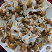 حلزون|خزنده|کرمان, |دیوار