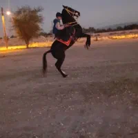 نریون سیاه|اسب و تجهیزات اسب‌سواری|بندرعباس, |دیوار