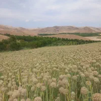 بذر پیاز قرمز