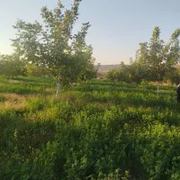 فروش باغ گردو 5700 متری|فروش دفتر صنعتی، کشاورزی، تجاری|شاهین دژ, |دیوار