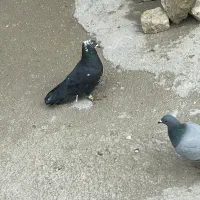 دونه ۱۸۰|پرنده|شیروان (خراسان), |دیوار