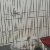 توله بازیگوش رایگان|سگ|مشکین‌دشت, |دیوار