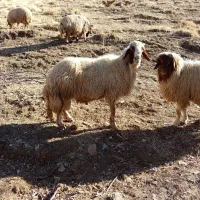 قوچ میش بز گوسفند