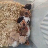 همستر زیبا توپل