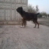 ماده افغان نزدیک جفت هست قد۸۵وزن ۶۵