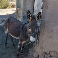 الاغ|حیوانات مزرعه|فیروزآباد (لرستان), |دیوار