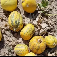 بذر کدو t19