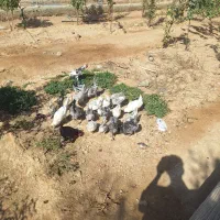 مرغو خروس گلین