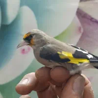 ۴ عدد سهره ۳عدد نر ۱ عدد ماده جوجه قفس