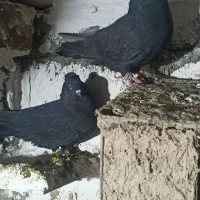 یه جفت کبوتر زاغ نر و ماده پرشی