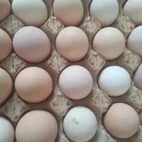 تخم مرغ محلی