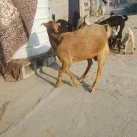 کهره نر سر حال