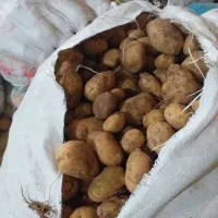 سلام خریدوفروش سیب زمینی ریز