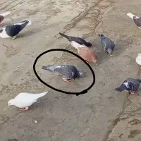زاغ سبز گمشده
