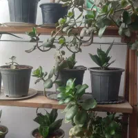 گل وگیاه|گل و گیاه طبیعی|تربت جام, میان جام|دیوار