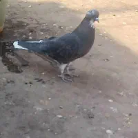 کبوتر پرشی