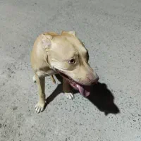 سگپیتبول|سگ|جیرفت, |دیوار