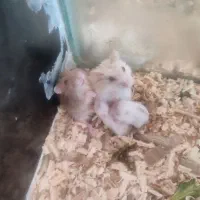 همستر کمپل با بچه های کوچولوش|موش و خرگوش|سهند, |دیوار