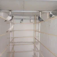 کبوتر پرشی|پرنده|نقده, |دیوار