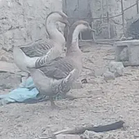 قوغاز یا بط|حیوانات مزرعه|زابل, |دیوار