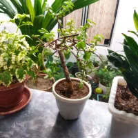 گل طبیعی|گل و گیاه طبیعی|کرمانشاه, |دیوار