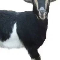 بز گمشده بنه گز سه شنبه شب