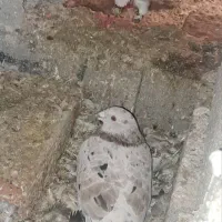 چند جفت کبوتر مولد به شرط|پرنده|ساری, |دیوار