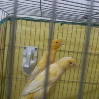 جفت قناری آماده لونه گرم کردن|پرنده|سیرجان, |دیوار