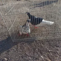 کفتر عالی فقط به شرت تخم جوجه|پرنده|طاغنکوه, |دیوار