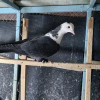 دو تا کلاغ کربلایی سیاه|پرنده|مشهد, ویلاشهر|دیوار