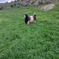 مال درجه یک قیمت تماس بیگرد|حیوانات مزرعه|شهرکرد, |دیوار