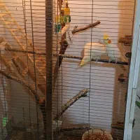 قفس تزئینی|لوازم جانبی حیوانات|بوشهر, |دیوار