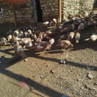 بوقلمن|حیوانات مزرعه|مریوان, |دیوار