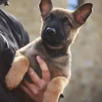 سگ مالینویز توله بلژین مالینویز