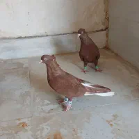 یه جفت سرخ دم سفید خال سیاه