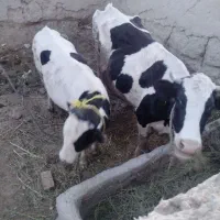 گاو شیری با گوساله ماده گاو آبستن 5ماه
