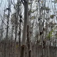 گردو کاغذی  ۴ساله|گل و گیاه طبیعی|شاهین‌شهر, امام حسین|دیوار